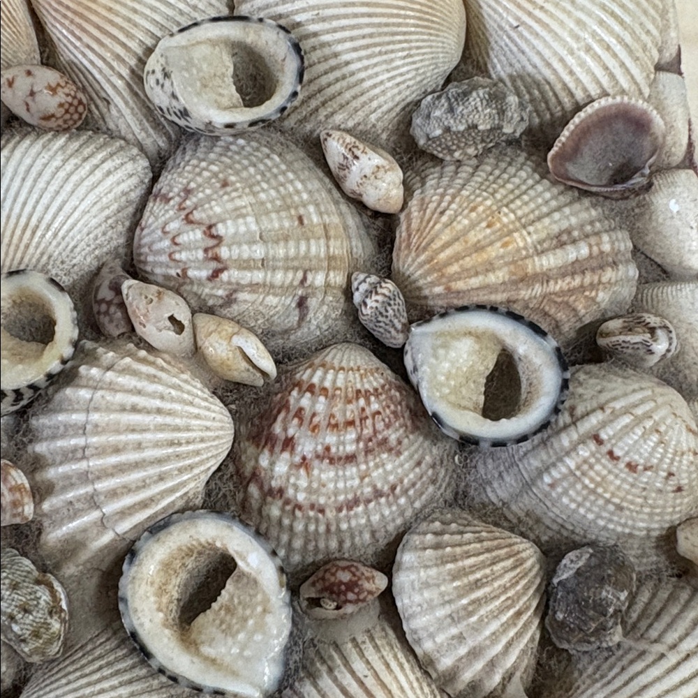 Seashell Embellished Decorative Box - Natural Shells - Picture 4 of 4